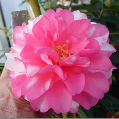 Pink Dahlia Variegated